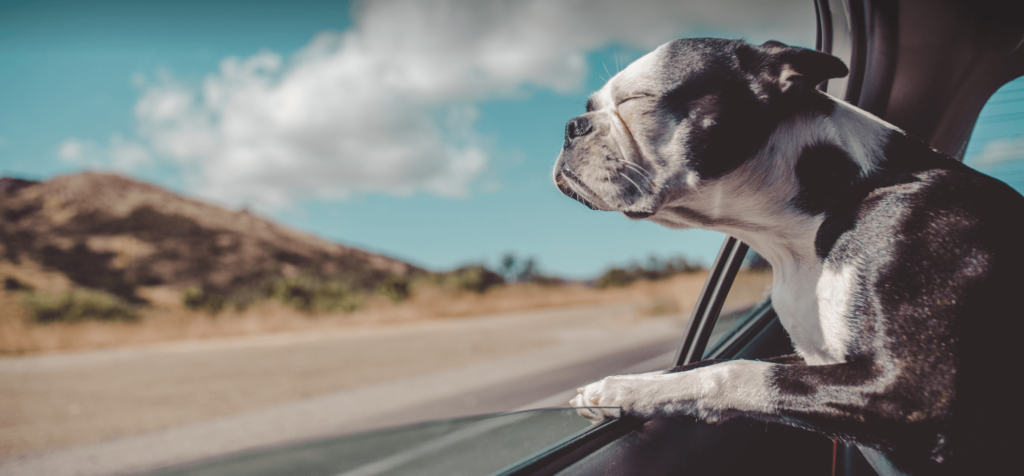Foto de um cachorro pegando vento da janela de um carro